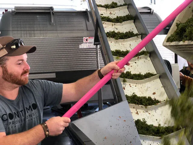 A man inspecting grapevines on a vertical farming system with a pink tool in a vineyard.