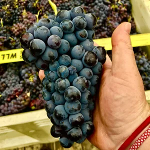 Hand holding a large cluster of ripe blue grapes in a vineyard setting.