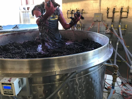 Winemaker submerged in a large stainless steel tank during grape fermentation process, handling grapes with care.