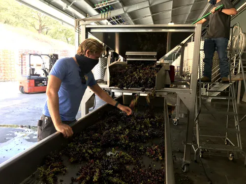 Grape harvesting process at a winery, with workers inspecting and handling grapes on a conveyor belt inside a modern facility.