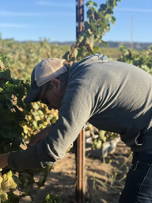Man inspecting grapevines in a vineyard during daylight, wearing a cap and sunglasses for sun protection.
