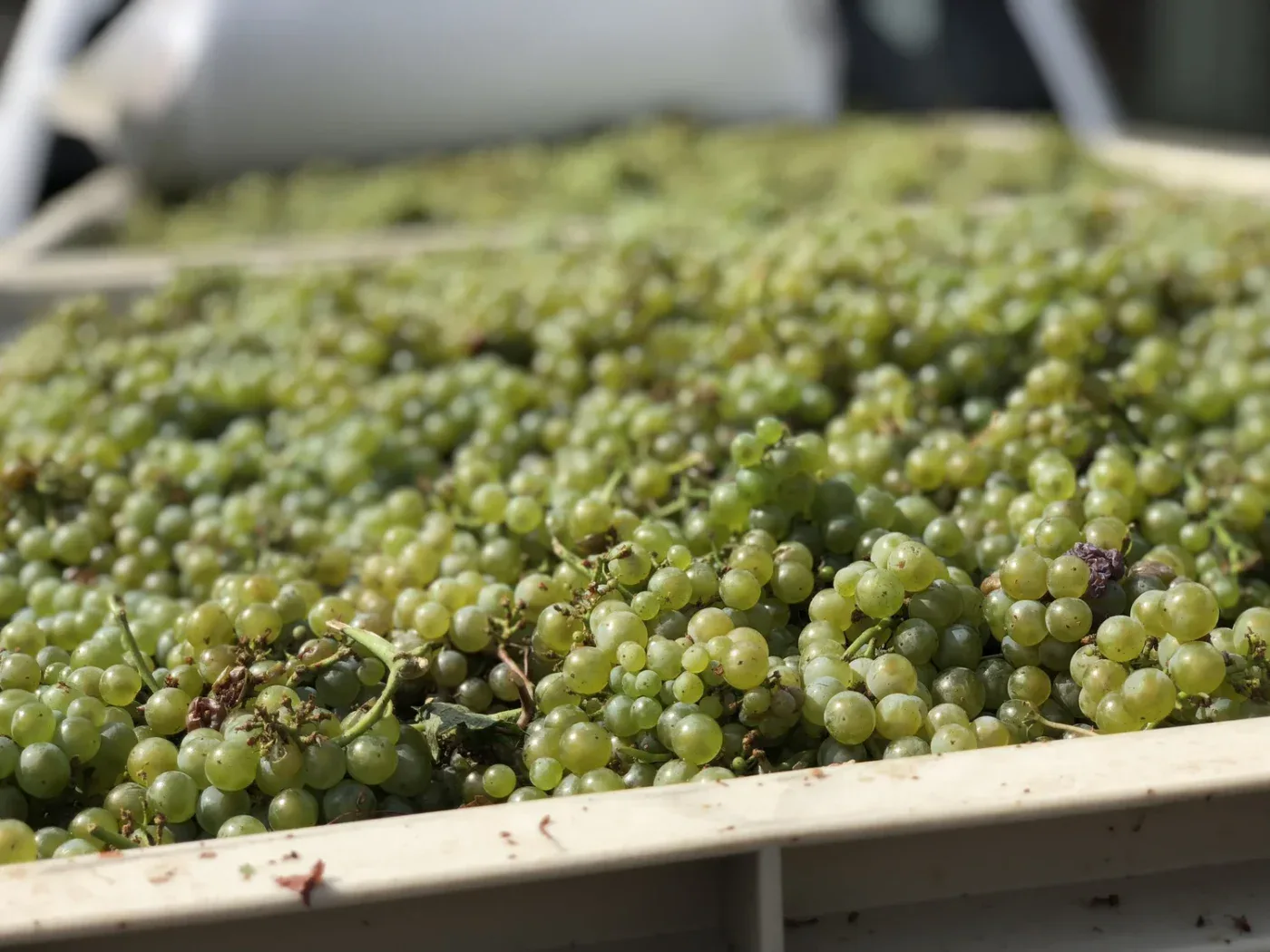 Grapes harvested for winemaking in a large container, ready for fermentation and processing.